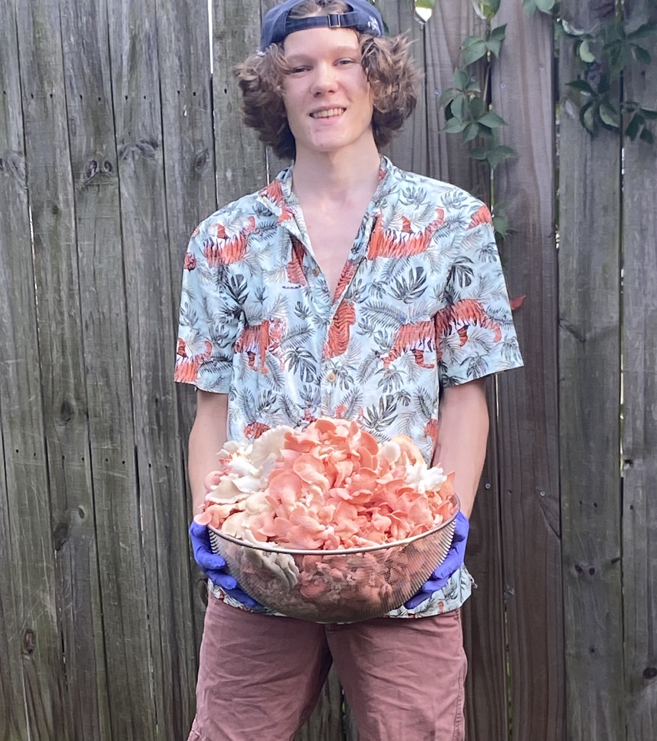 Freshly grown mushrooms